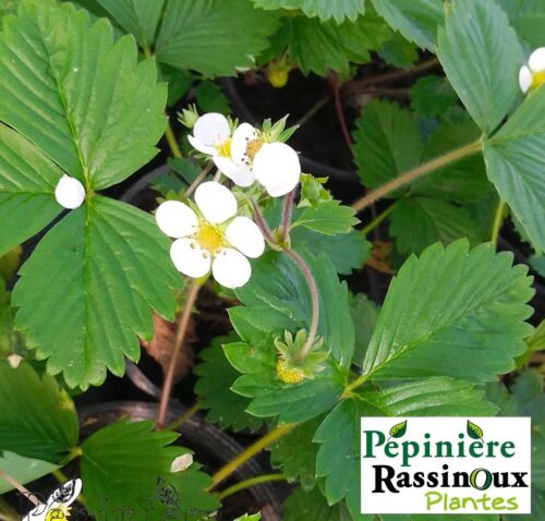 Fraise des bois