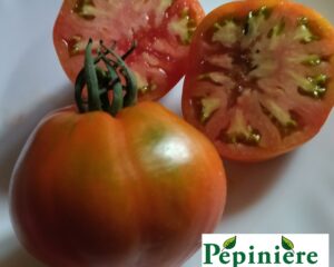 tomate ancienne teton de venus