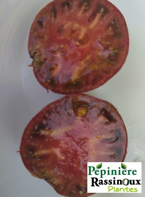 tomate ancienne noire de crimée