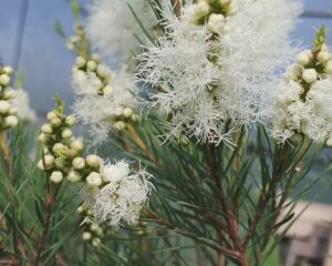 Melaleuca alternifolia Tea tree