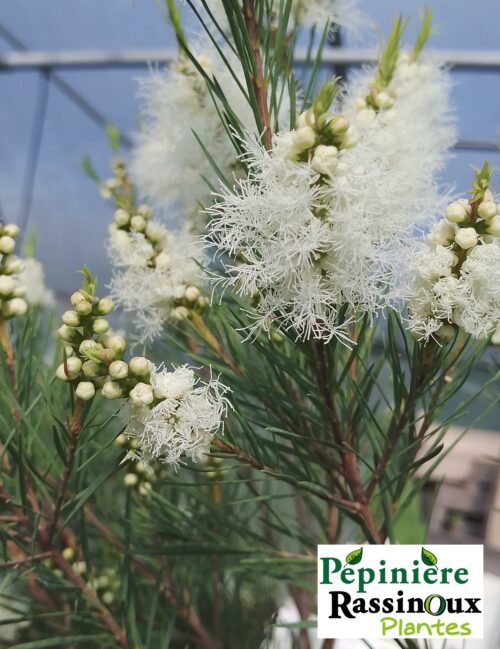 Melaleuca alternifolia Tea tree