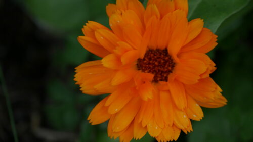Souci Des Jardins / Calendula
