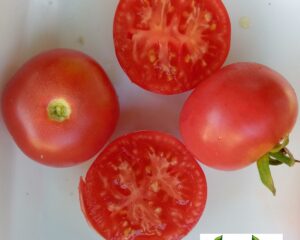 Tomate ancienne Rose de berne