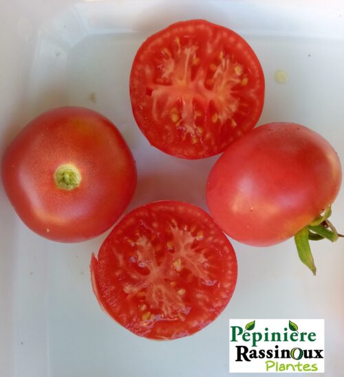 Tomate ancienne Rose de berne