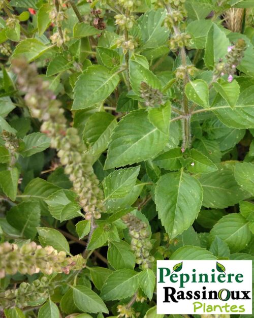 Basilic sacré - Tulsi