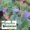 Lierre Terrestre