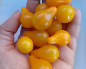 Tomate ancienne Poire Jaune