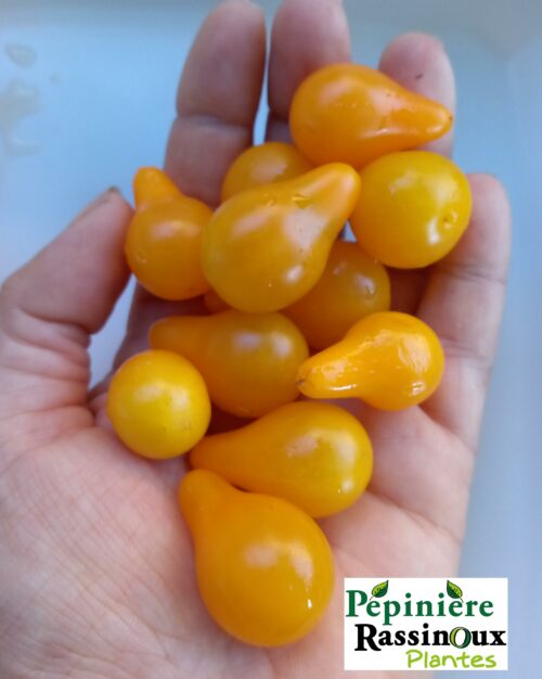 Tomate ancienne Poire Jaune