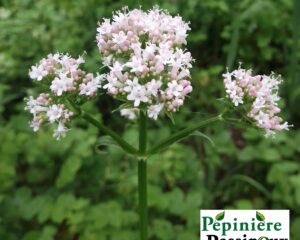 valeriane officinale fleur