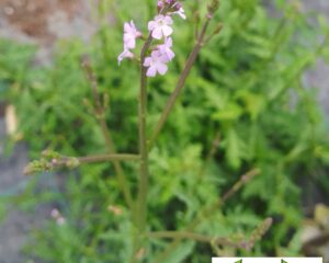 verveine officinale