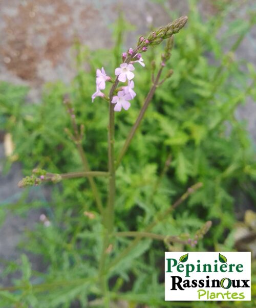 verveine officinale