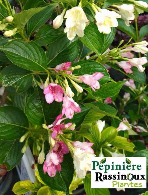 Weigelia 'Marjorie'