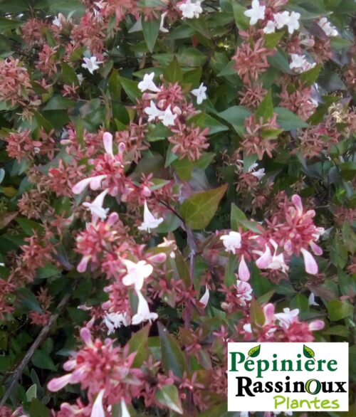 Abelia