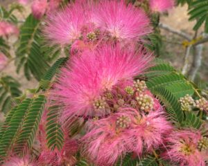 albizia