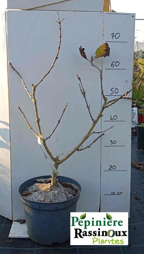 Arbre à neige – Image 2
