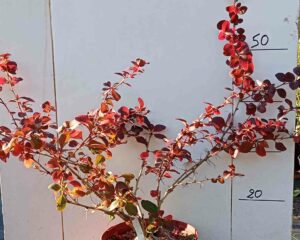 Berberis atropurpurea