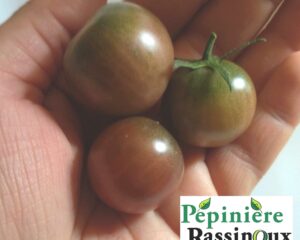 Black cherry (cerise)