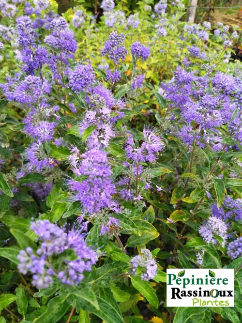 Caryopteris