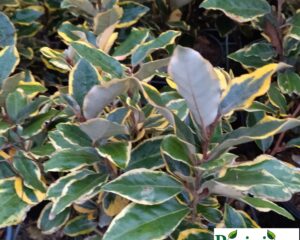 Eleagnus panaché