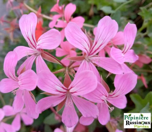 Geranium Lierre Rose