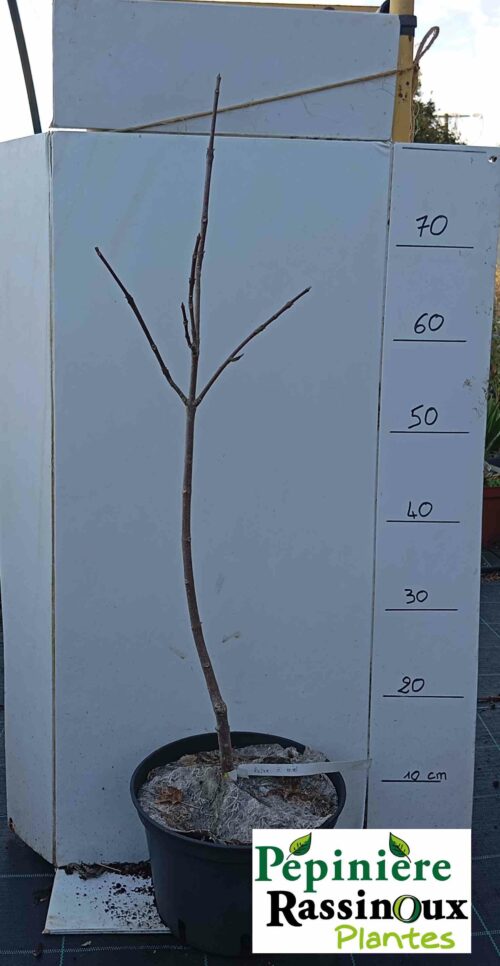Arbre à miel – Image 2