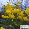 Mimosa