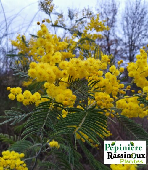 Mimosa
