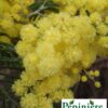 Mimosa – Image 2