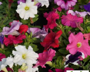 Pétunia