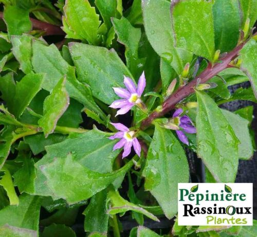 Scaevola Bleu